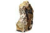 Petrified Wood (Sycamore) Stand-Up - Parker, Colorado #228125-2